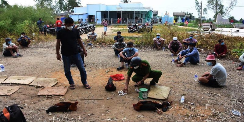 Bắt đá gà ở Tiền Giang hôm nay