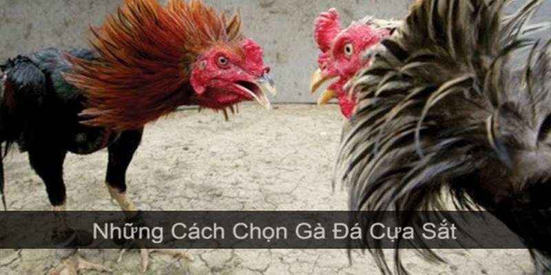 Cách Chọn Gà Đá Cựa Sắt Hay