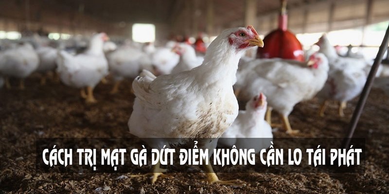 Cách Diệt Mạt Gà