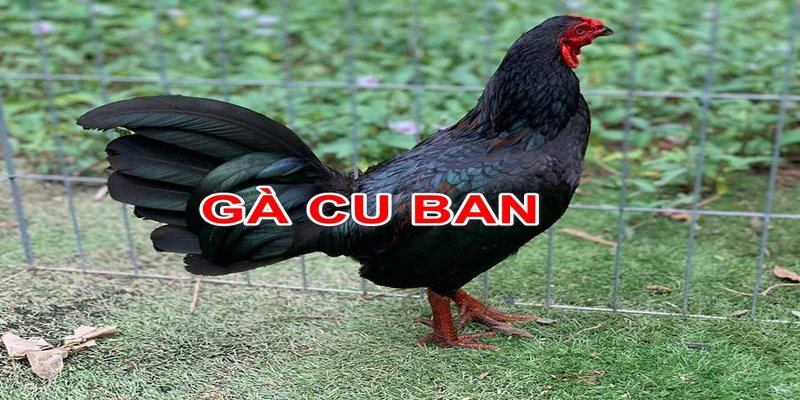 cách nhận biết gà Cuban