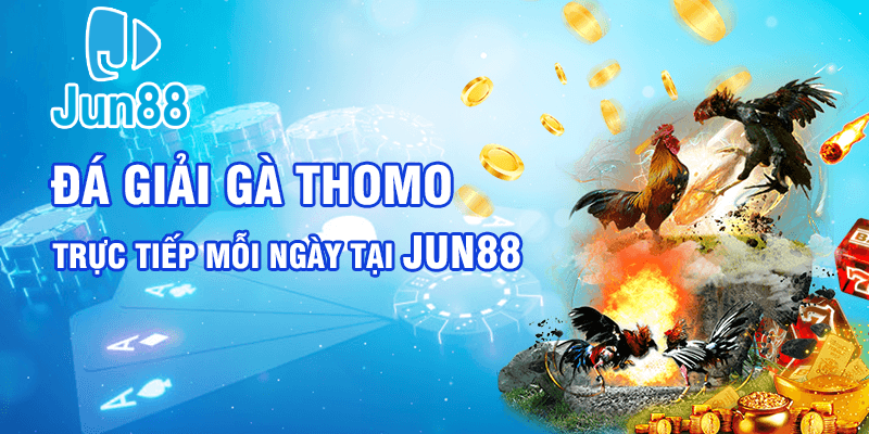 Đá giải gà Thomo trực tiếp mỗi ngày tại Jun88