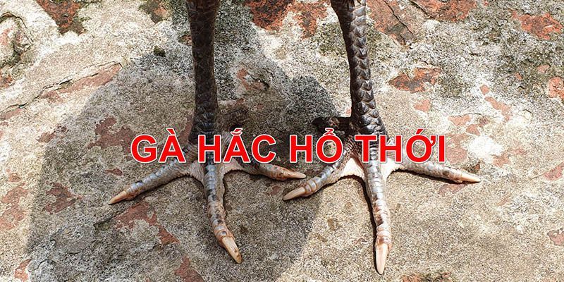 Gà Chọi Hắc Hổ Thới