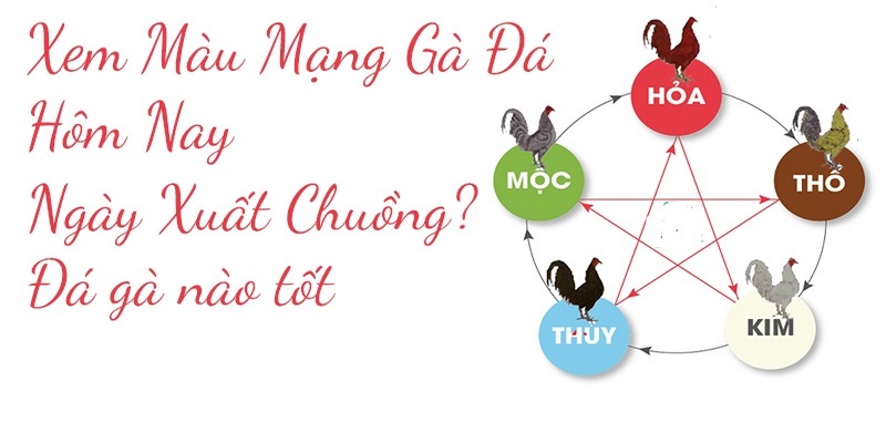 Màu mạng gà đá ngày mai