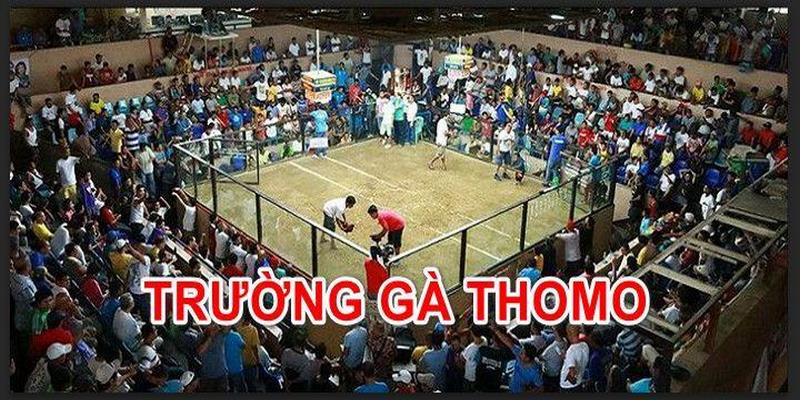 Những Trận Gà Hay Nhất Ở Thomo