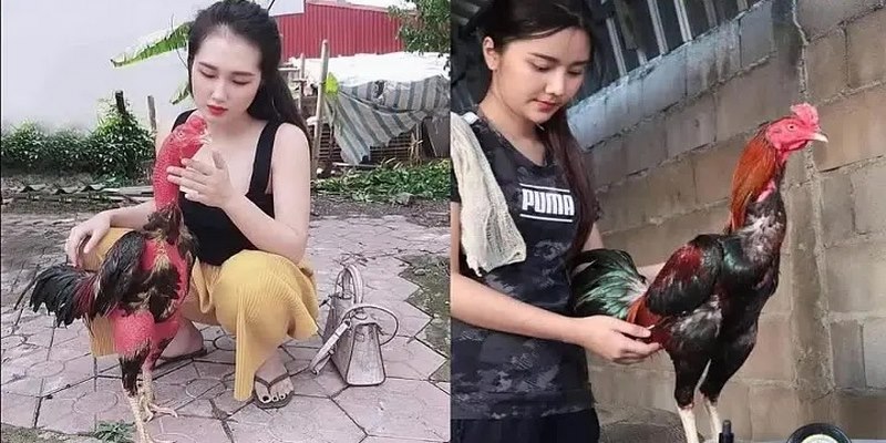 Thuốc nhỏ gà đá cựa sắt