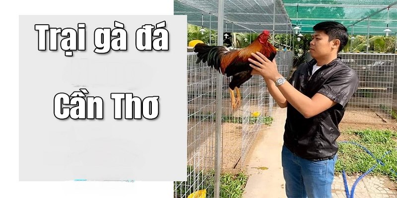 Trại gà A Lũ Cần Thơ