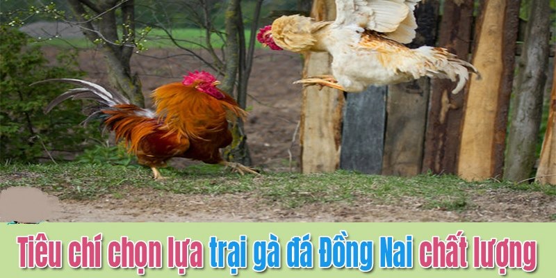 Trại Gà Nguyễn Thiện Thống Nhất Đồng Nai Việt Nam