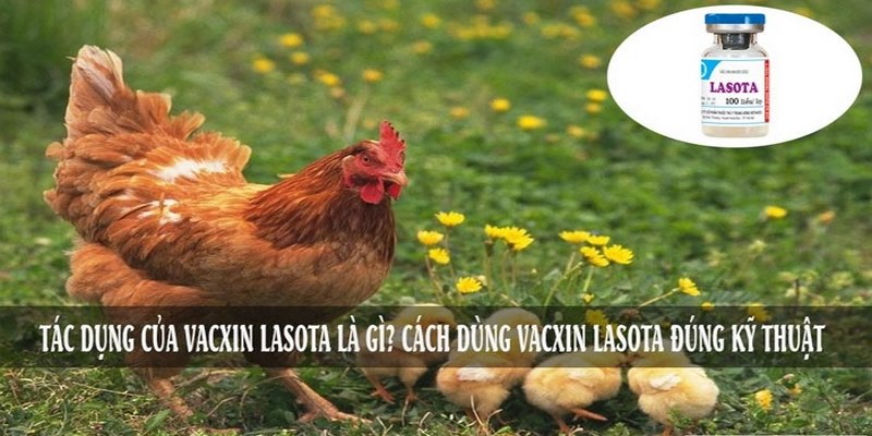 Vacxin Lasota Chịu Nhiệt Có Tác Dụng Gì