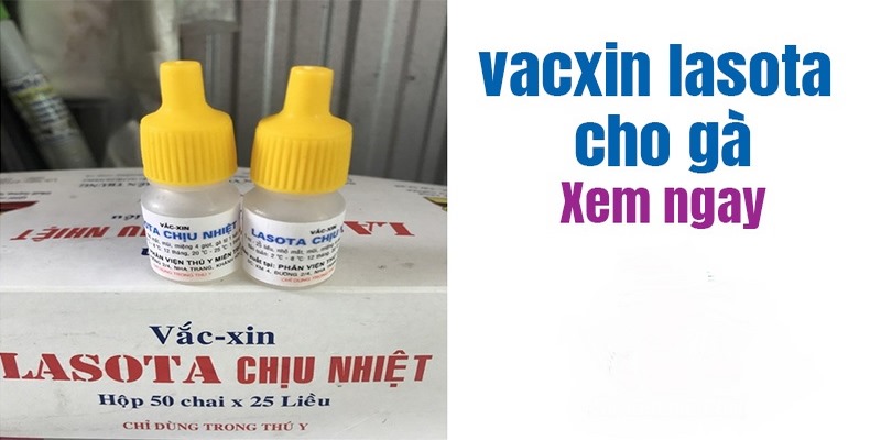 Vacxin Lasota Chịu Nhiệt Có Tác Dụng Gì